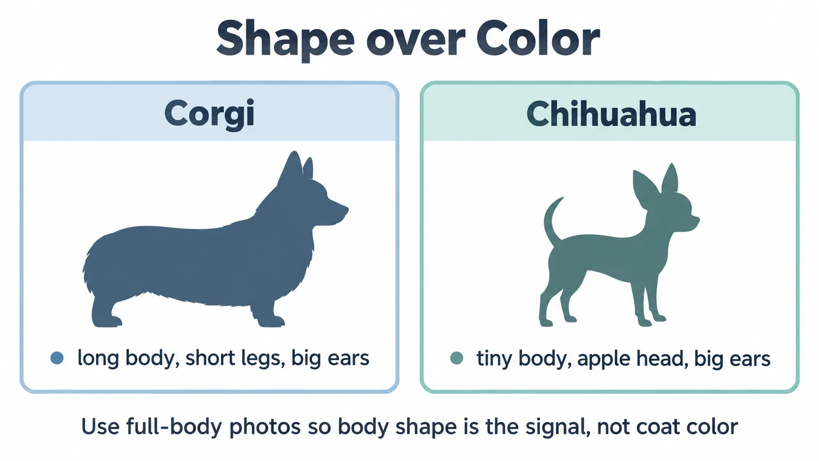 รูปทรงลำตัว corgi vs chihuahua สำคัญกว่าสี