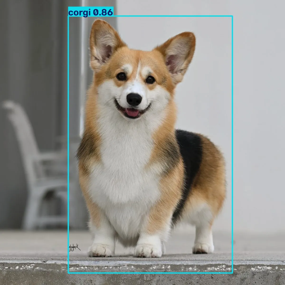 ทำนายภาพถ่ายจริง corgi