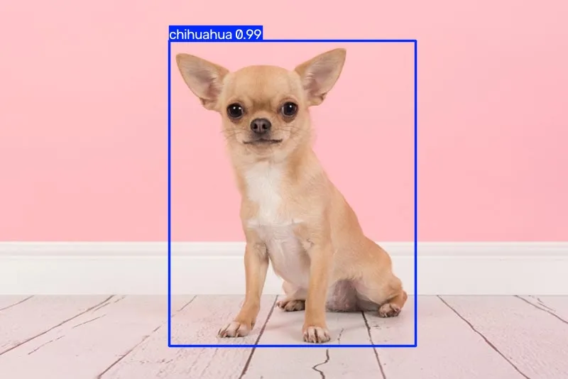 ทำนายภาพถ่ายจริง chihuahua